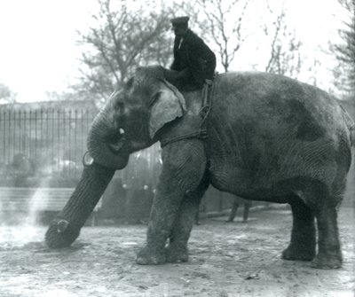 Naaras Aasiannorsu, Indianrani, liikuttaa puuta runkonsa kanssa, kun hänen vartijansa istuu selällään ohjaten häntä, Lontoon eläintarha, 1925 tekijältä Frederick William Bond