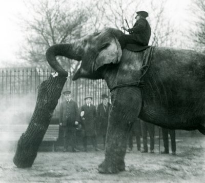 Aasialaisnorsu Indiarani liikkuu puutavaraa rungollaan, kun eläintenhoitaja istuu selällään ja ohjaa sitä, Lontoon eläintarha, 1925. tekijältä Frederick William Bond
