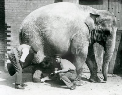 Naaras Aasiannorsu Sundermalah, jonka vartijat leikkaavat jalkansa Lontoon eläintarhassa, elokuu 1926 tekijältä Frederick William Bond