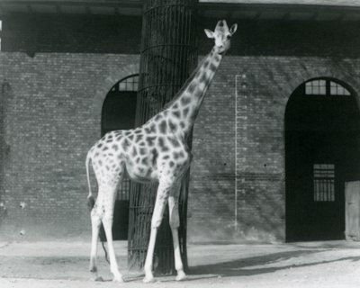 Naaraskirahvi, "Maud", seisoo puun edessä, Lontoon eläintarhan kirahvitalon ulkopuolella tekijältä Frederick William Bond