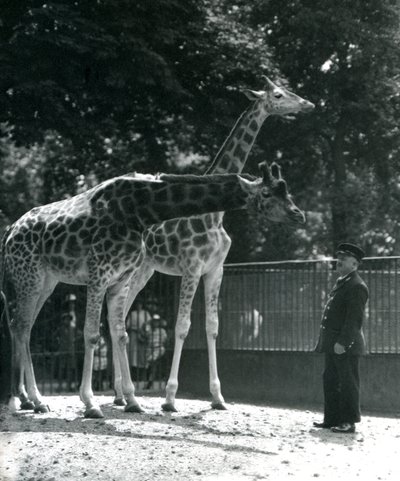 Naaraskirahvit Maud ja Maggie, pitäjä Ernie professori Bowman, Lontoon eläintarha, heinäkuu 1924 tekijältä Frederick William Bond