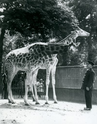 Naaraskirahvit Maud ja Maggie, pitäjä Ernie professori Bowman, Lontoon eläintarha, heinäkuu 1924 tekijältä Frederick William Bond