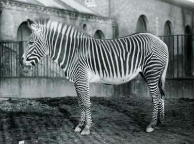 Naaras Grevys Zebra eli keisarillinen seepra, Jennie seisomassa aitauksessaan Lontoon eläintarhassa, 1927 tekijältä Frederick William Bond