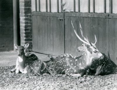 Four Axis Deer, mukaan lukien sarvet sisältävä bukki, Lontoon eläintarhassa vuonna 1924 tekijältä Frederick William Bond