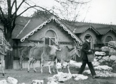 Neljä elandia seuraa hoitajansa perässä ruokinta-aikana antilooppitalon ulkopuolella sijaitsevassa tarhassa, Lontoon eläintarha, kesäkuu 1925. tekijältä Frederick William Bond