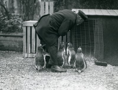 Gentoo Penguins ja vartija Albert White, Lontoon eläintarha, n. 1914 tekijältä Frederick William Bond