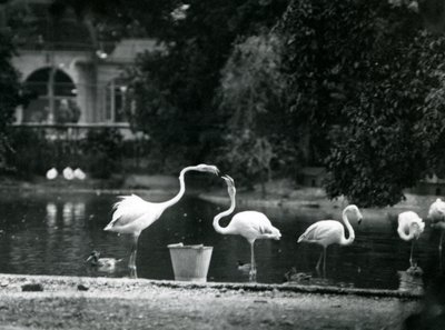 Suurflamingot järvellään Lontoon eläintarhassa vuonna 1924 tekijältä Frederick William Bond