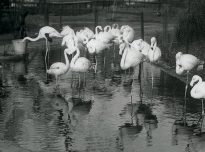 Flamingoja lammella Lontoon eläintarhassa, 1926. tekijältä Frederick William Bond