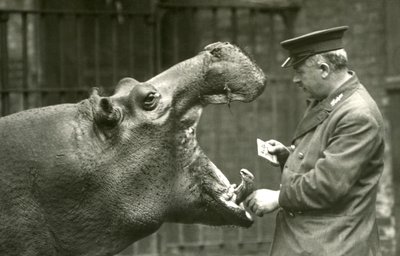 Hippopotamus Bobbie ja hoitaja Ernie Bowman, Lontoon eläintarha, 1927. tekijältä Frederick William Bond