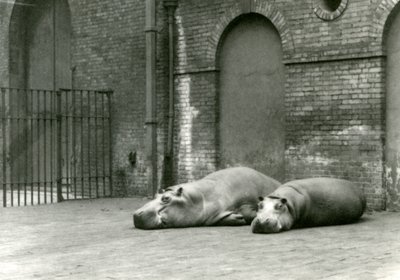 Hippopotamukset Bobbie ja Joan Lontoon eläintarhassa, heinäkuu 1923 (bw-kuva). tekijältä Frederick William Bond