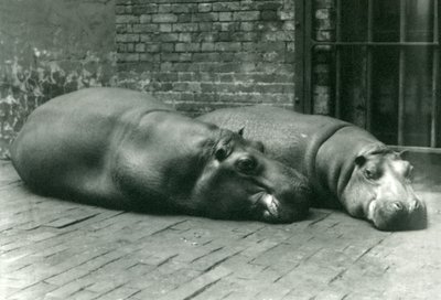 Virtahevot Bobbie ja Joan makaamassa aitauksessaan Lontoon eläintarhassa, heinäkuussa 1923 (bw kuva) tekijältä Frederick William Bond