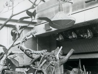 Iguaanit paistattelemassa oksilla, nauttimassa keinotekoisesta auringonvalosta aitauksessaan, Lontoon eläintarha, elokuu 1928 (m/v kuva) tekijältä Frederick William Bond