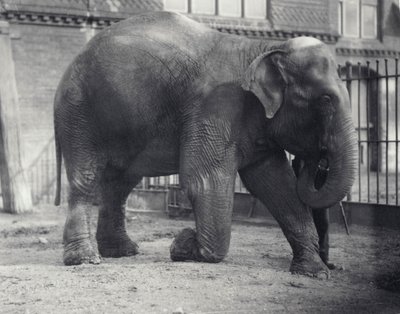 Intiaanielefantti, Assam Lukhi, polvistumassa vartijan kanssa Lontoon eläintarhassa, huhtikuu 1914 tekijältä Frederick William Bond