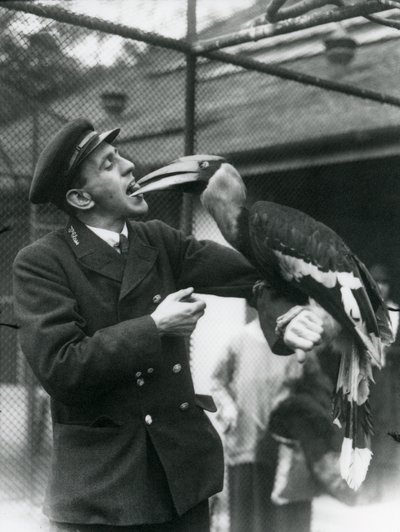Vartija, T. Raggett ruokkimassa suurta intiaanisarvinokkaa hedelmällä suussaan. Lontoon eläintarha 1924 tekijältä Frederick William Bond