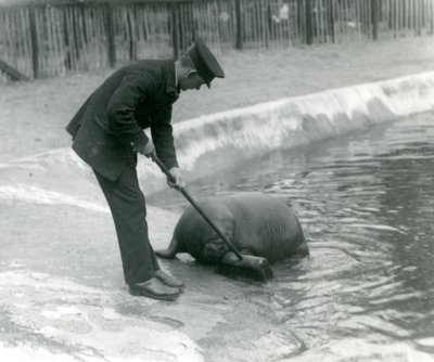 Vartija Arthur Chandler lakaisee Walrus-altaalla Lontoon eläintarhassa, 1924 tekijältä Frederick William Bond