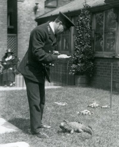 Keeper Collins nurmikolla Lontoon eläintarhassa pilvisen kallio-iguaanin kyydissä, Lontoon eläintarha, 1924 tekijältä Frederick William Bond