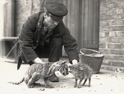 Eläintenhoitaja H. Warwick tiikerinpennun ja pekarion kanssa, otettu ZSL:n Lontoon eläintarhassa toukokuussa 1914. tekijältä Frederick William Bond