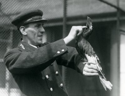 Vartija, Thomas Raggett, silitti suurta intiaanisarvinokkaa sen laskun alla Lontoon eläintarhassa, 1924 tekijältä Frederick William Bond