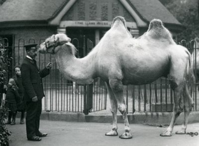 Keeper W. Styles baktrian kamelin kanssa Lontoon eläintarhan laamatalon ulkopuolella, heinäkuu 1914 tekijältä Frederick William Bond