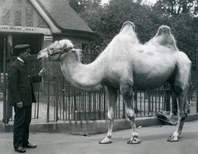 Keeper W. Styles baktrian kamelin kanssa Lontoon eläintarhan laamatalon ulkopuolella, heinäkuu 1914 tekijältä Frederick William Bond