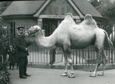 Keeper W. Styles baktrian kamelin kanssa Lontoon eläintarhan laamatalon ulkopuolella, heinäkuu 1914 tekijältä Frederick William Bond