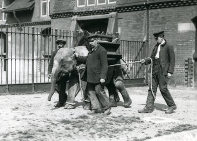 Vartijat Jack Milbourne, H Robertson ja Thomas kouluttavat nuorta Aasiannorsua Lontoon eläintarhassa toukokuussa 1922 (bw kuva) tekijältä Frederick William Bond