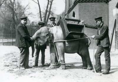 Vartijat Jack Milbourne, H Robertson ja Thomas kouluttavat nuorta Aasiannorsua Lontoon eläintarhassa toukokuussa 1922 (bw kuva) tekijältä Frederick William Bond