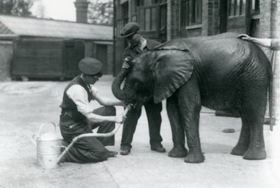 Vartijat auttavat nuorta urospuolista afrikkalaista elefanttia Kiberengeä juomaan kastelukannuun kiinnitetystä letkusta, Lontoon eläintarha, heinäkuu 1924 tekijältä Frederick William Bond