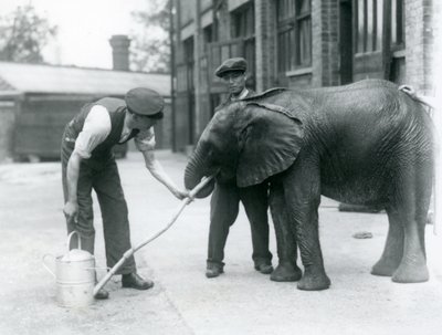 Vartijat auttavat nuorta urospuolista afrikkalaista elefanttia Kiberengeä juomaan kastelukannuun kiinnitetystä letkusta, Lontoon eläintarha, heinäkuu 1924 tekijältä Frederick William Bond
