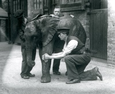 Vartijat öljyämässä nuoren urospuolisen afrikkalaisen norsun ihoa, Kiberenge, Lontoon eläintarha, heinäkuu 1924 tekijältä Frederick William Bond