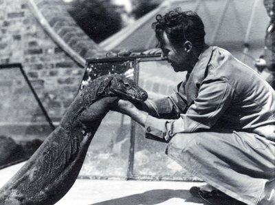 Komodon lohikäärme Sumbawa ja vartija H. Alec Budd, 1928 tekijältä Frederick William Bond