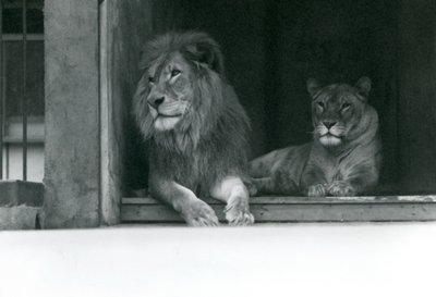 Lion ja Lioness Kuja ja Caroline ZSL Lontoon eläintarhassa heinäkuussa 1924 tekijältä Frederick William Bond