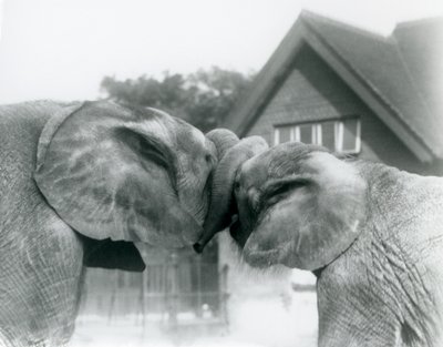 Urospuolinen afrikanelefantti Kiberenge ja naaraspuolinen afrikanelefantti Hango tervehtivät toisiaan solmimalla rungot yhteen Lontoon eläintarhassa lokakuussa 1927. Kiberengen oli lahjoittanut Lontoon eläintarhaan hänen ylhäisyytensä Sir Horace Byatt. tekijältä Frederick William Bond