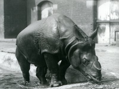 Intian sarvikuono uros Felix poistumassa altaastaan Lontoon eläintarhassa vuonna 1928. tekijältä Frederick William Bond