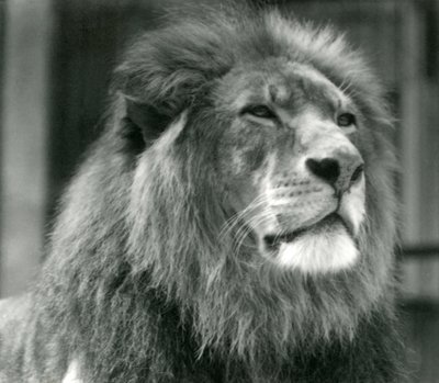 Urosleijona Kuja Lontoon eläintarhassa elokuussa 1924 tekijältä Frederick William Bond