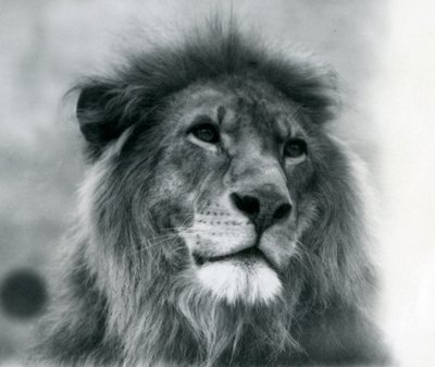 Urosleijona Kuja Lontoon eläintarhassa tammikuussa 1925 tekijältä Frederick William Bond