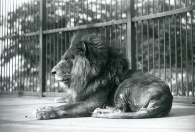 Toto-urosleijona makaa aitauksessaan Lontoon eläintarhassa syyskuussa 1927. tekijältä Frederick William Bond