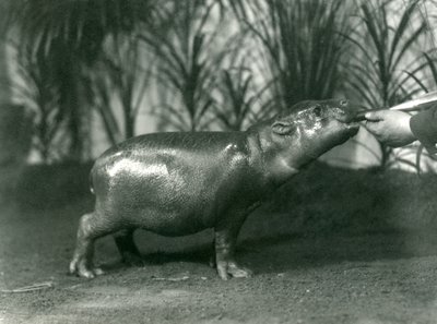 Percy, nuori Pygmy Virtahepo, jota ruokitaan käsin Lontoon eläintarhassa marraskuussa 1923 (bw kuva) tekijältä Frederick William Bond