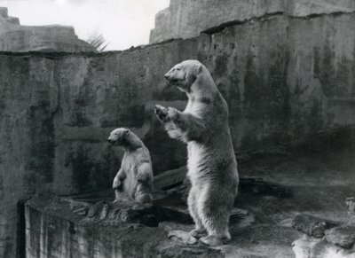 Jääkarhut "Sam" ja "Barbara" seisovat takajaloillaan katsoen ulos aitauksestaan Lontoon eläintarhassa maaliskuussa 1921 tekijältä Frederick William Bond