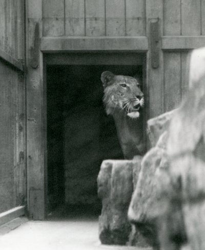 Ranji on Tigon-uros, Lontoon eläintarha, heinäkuu 1924 tekijältä Frederick William Bond