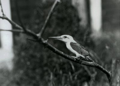 Haikaranokka-jääskeläinen lepää oksalla, tämä alalaji on kotoisin Sulu saaristosta Filippiineiltä, Lontoon eläintarha. tekijältä Frederick William Bond