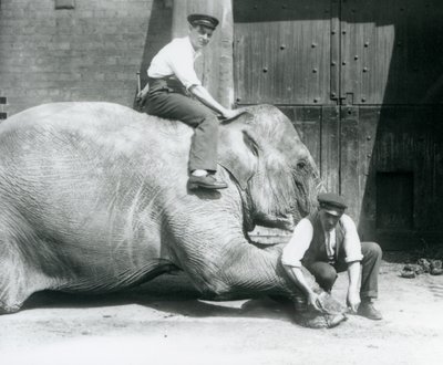 Sundermalah leikkii etujalkaansa viilalla, kun toinen istuu hänen selässään, Lontoon eläintarha, elokuu 1926 tekijältä Frederick William Bond