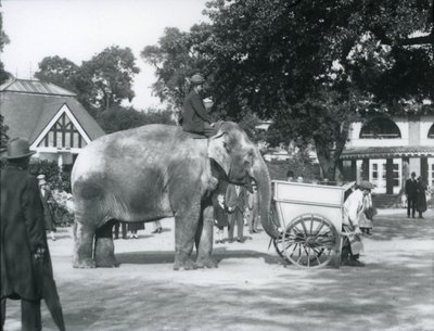Syed Ali ratsastaa Indiarani-kärryn selässä, Lontoon eläintarha, lokakuu 1925. tekijältä Frederick William Bond