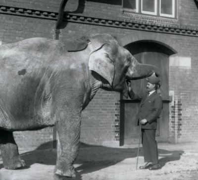Syed Ali kouluttaa Indiarania Lontoon eläintarhan elefanttitalon edessä lokakuussa 1925. tekijältä Frederick William Bond