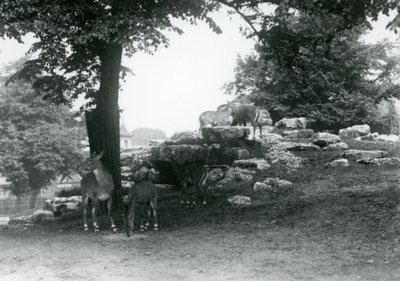 ElandAntelope Paddock Lontoon eläintarhassa vuonna 1924 tekijältä Frederick William Bond