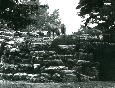 ElandAntelope Paddock Lontoon eläintarhassa kesäkuussa 1924 tekijältä Frederick William Bond