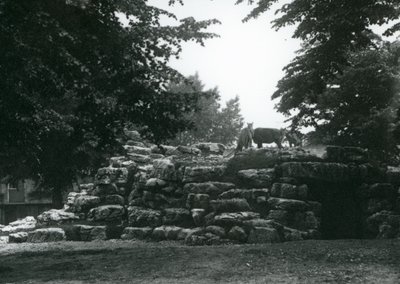 ElandAntelope Paddock Lontoon eläintarhassa kesäkuussa 1924 tekijältä Frederick William Bond