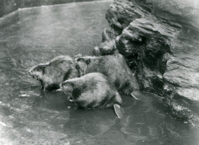 Kolme majavaa uima-altaassa Lontoon eläintarhassa, 1920-luku tekijältä Frederick William Bond