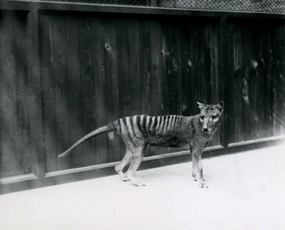 Thylacine Tasmanian Wolf Lontoon eläintarhassa ennen vuotta 1930 tekijältä Frederick William Bond