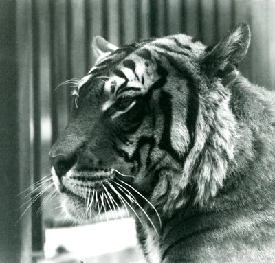 Tiger Sam Lontoon eläintarhassa vuonna 1925 tekijältä Frederick William Bond